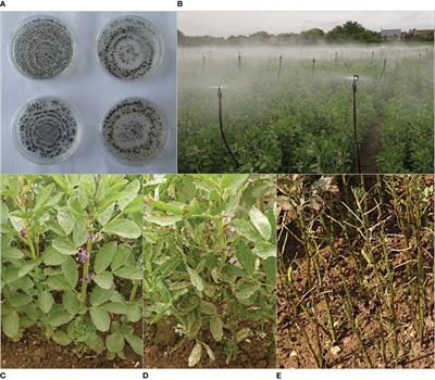 Identification of Faba bean genetic loci associated with quantitative resistance to the fungus Botrytis fabae, causal agent of chocolate spot